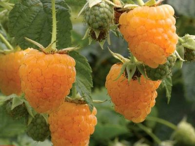 FRAMBOESA AMARELA🍇💛