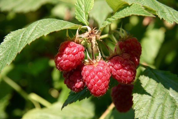FRAMBOESA VERMELHA🍇❤️ - Image 4