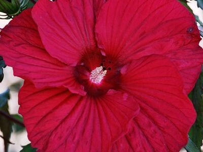 Hibisco de flor gigante vermelha de frio