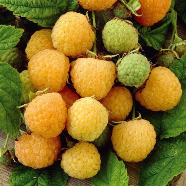 FRAMBOESA AMARELA de VASO🍇💛🪴 - Image 11