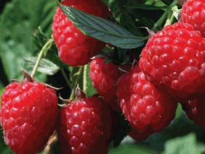 FRAMBOESA VERMELHA🍇❤️