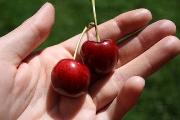 Cerejeira de fruto gigante - Image 10
