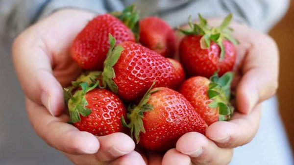 Morangueiros de fruto grande de temporada longa