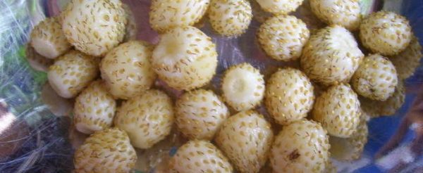 Morangueiros de fruto amarelo super doce de sabôr a caramelo - Image 7