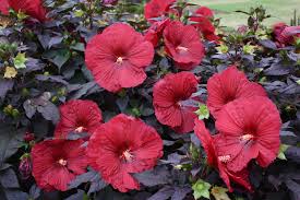 Hibisco de flor gigante de folha vermelha de frio