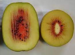 Kiwi Vermelho Autofertil 🥝❤️😁 (Frutos)
