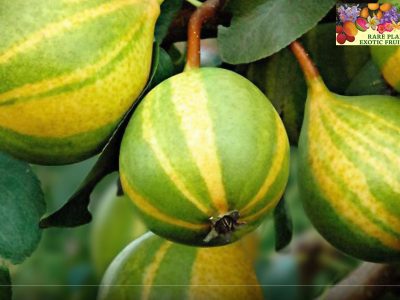 PEREIRA de PERA TIGRADA VARIEGATA🍐