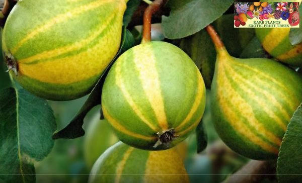 PEREIRA de PERA TIGRADA VARIEGATA🍐 - Image 2