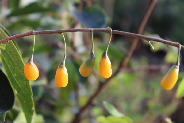 Goji Amarelo - Image 4
