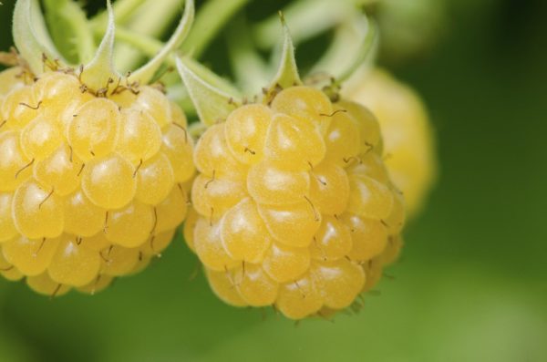 FRAMBOESA AMARELA de VASO🍇💛🪴 - Image 12