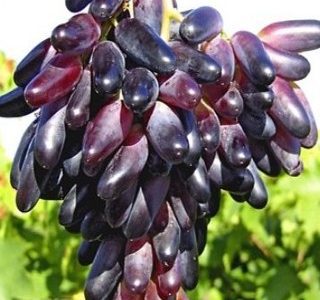 Videira de Uvas de Dedo de Dama Tinta                  🍇👆👸💜