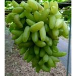 Videira de Uvas Dedo de Dama Branca       
      🍇👆👸💚