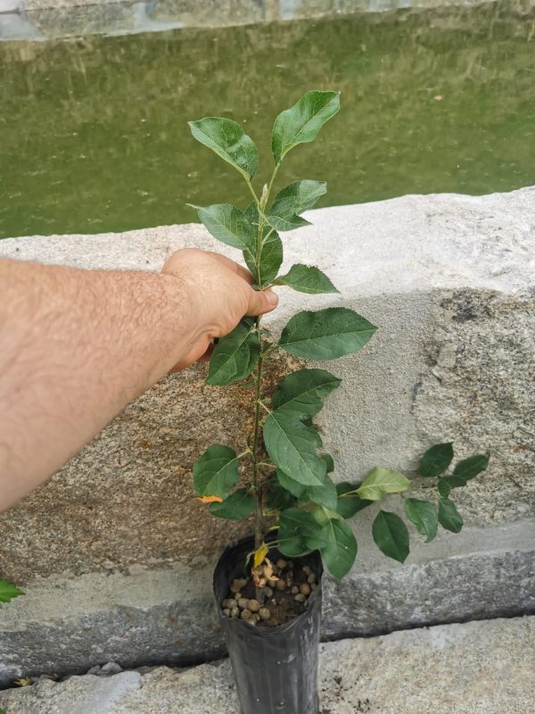 Macieira da Maçã GIGANTE RUSSA 🍎😁🇷🇺 - Image 5