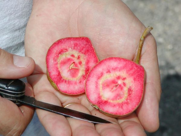 PEREIRA DE SANGUE MELANCIA🍐🩸🍉🇮🇹 - Image 2