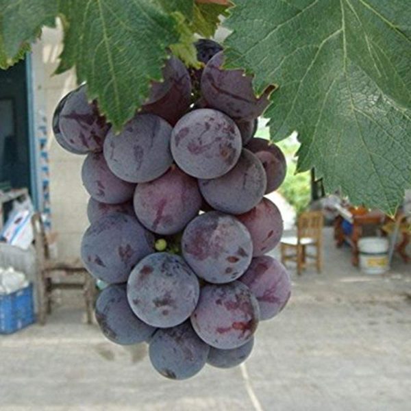Videira de uvas Gigantes do Japão - Image 3