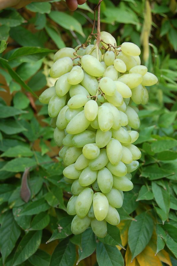 Videira de Uvas Dedo de Dama Branca       
      🍇👆👸💚 - Image 6