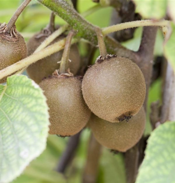 Kiwi Amarelo Redondo - Image 2