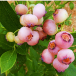 Mirtilo de fruto Côr de rosa🫐🇺🇸