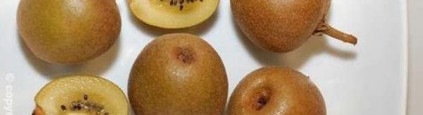 Kiwi Amarelo Redondo - Image 5
