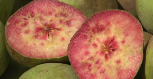 PEREIRA DE SANGUE MELANCIA🍐🩸🍉🇮🇹 - Image 5