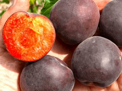 Alperce Preto “Principe” – Hibrido (Alperce-Ameixa)