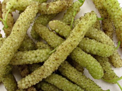 Árvore da amoreira de fruto gigante comprido branco🇵🇰