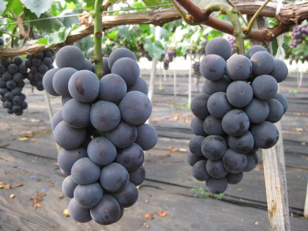 Videira de uvas Gigantes do Japão - Image 6
