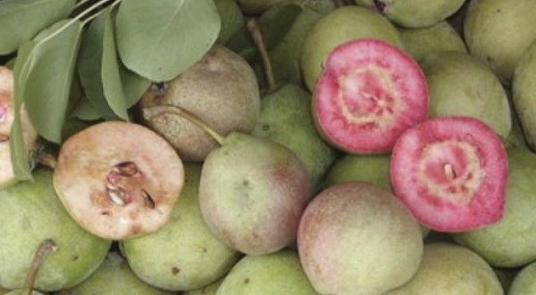 PEREIRA DE SANGUE MELANCIA🍐🩸🍉🇮🇹 - Image 7