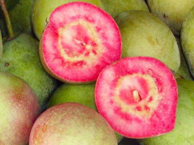 PEREIRA DE SANGUE MELANCIA🍐🩸🍉🇮🇹