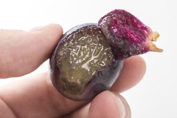 Videira de uvas Gigantes do Japão - Image 2