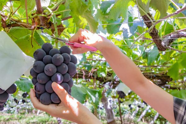 Videira de uvas Gigantes do Japão - Image 7