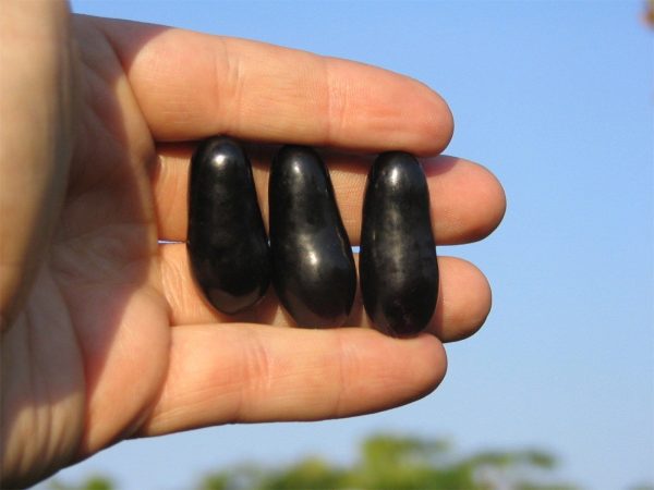 Videira de Uvas de Dedo de Dama Tinta                  🍇👆👸💜 - Image 4