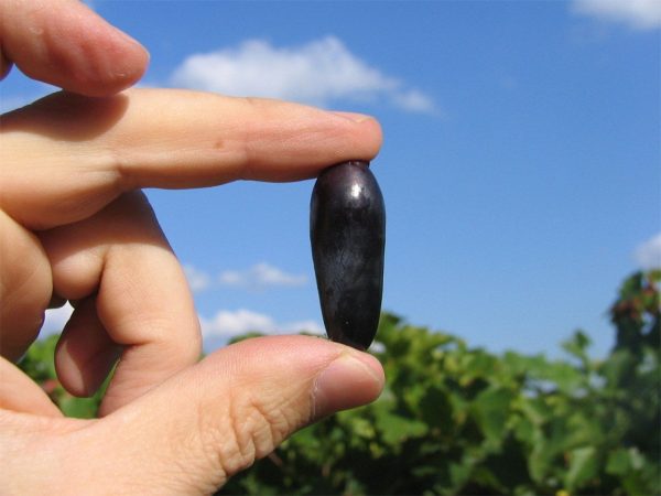 Videira de Uvas de Dedo de Dama Tinta                  🍇👆👸💜 - Image 9