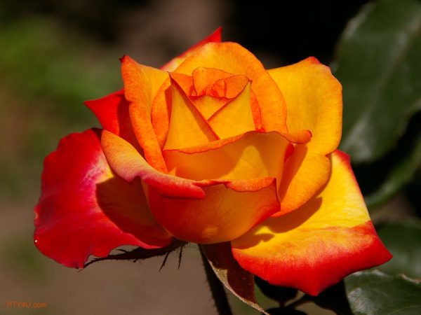 Roseira da Rosa de Fogo - Image 3