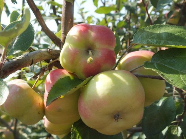 MACIEIRA da MAÇÃ em forma de ESTRELA🍏✨ - Image 3