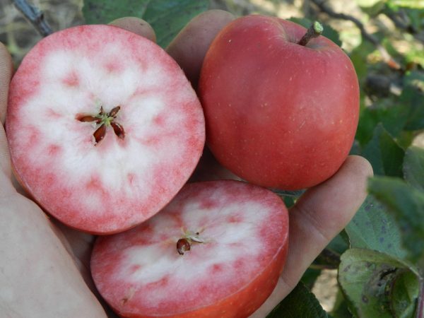 MACIEIRA da MAÇÃ De SANGUE MALHADA🍎🩸 - Image 2
