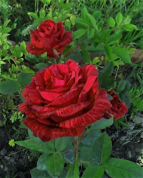 Roseira Veludo Vermelho Tigre Variegata - Image 4