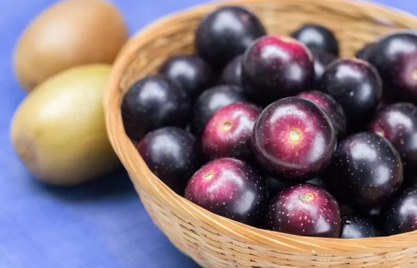 Videira de Uvas do meu Coração Tinto🍇🖤🇯🇵 - Image 4