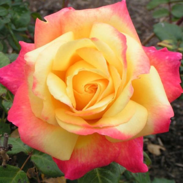 Roseira da Rosa da Paz - Image 5