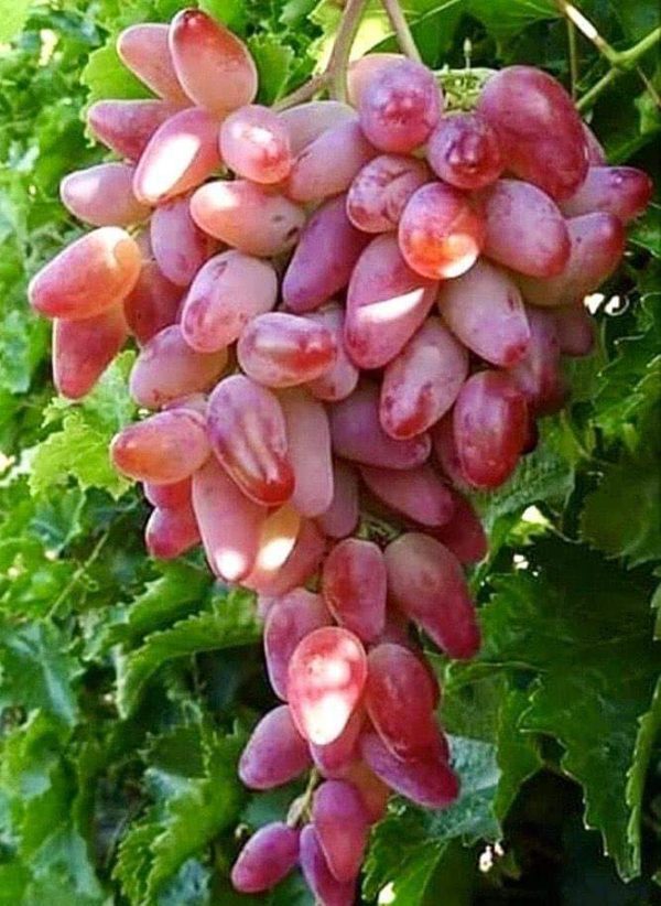 Videira de Uva de Dedo de Dama Rosê        🍇👆👸❤️ - Image 4