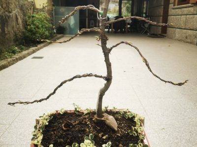 Pereira da Pera Vermelha Hibrida🍐