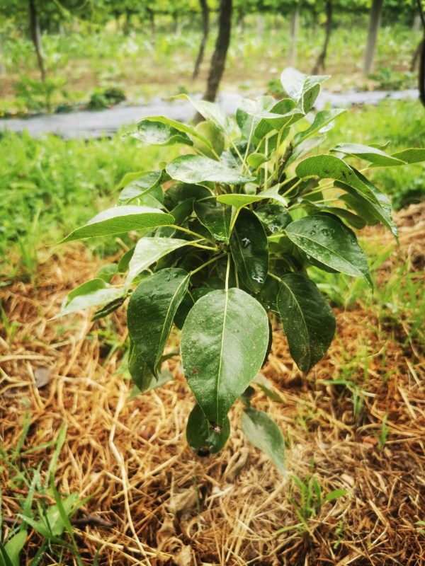 Pereira de Vaso de Fruto Amarelo🍐 - Image 4