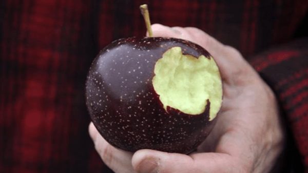 MACIEIRA DA MAÇÃ PRETA AMERICANA🍎🖤🇺🇸