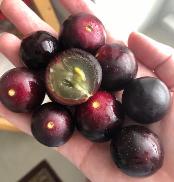 Videira de Uvas do meu Coração Tinto🍇🖤🇯🇵 - Image 6