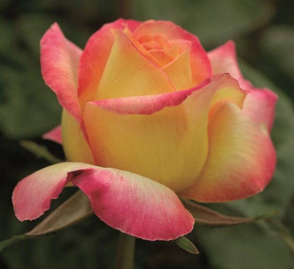 Roseira da Rosa da Paz - Image 12