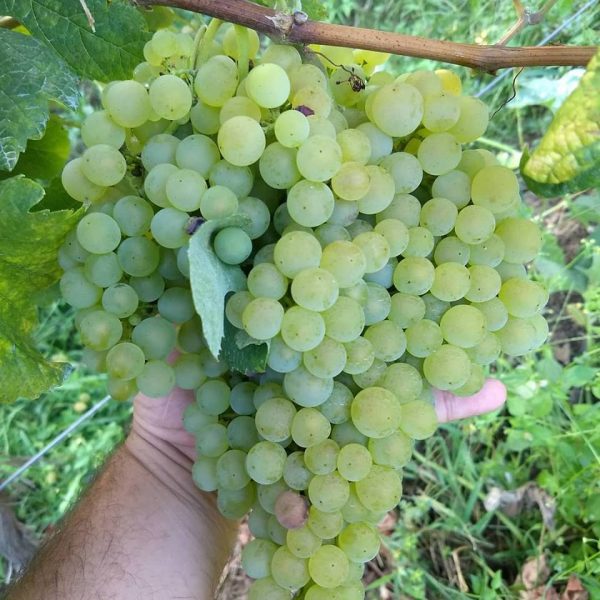 Videira de Uva de Mesa Branca sem Grainhas🍇💚 - Image 3