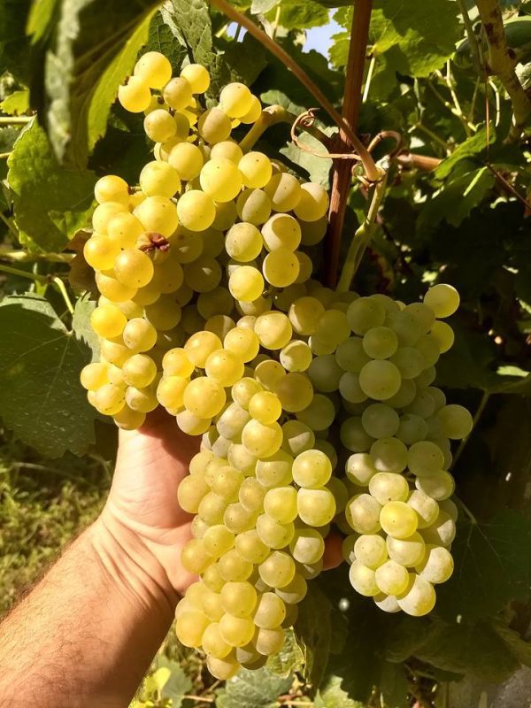 Videira de Uva de Mesa Branca sem Grainhas🍇💚 - Image 4