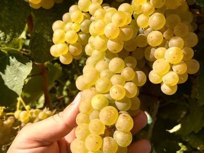 Videira de Uva de Mesa Branca sem Grainhas🍇💚