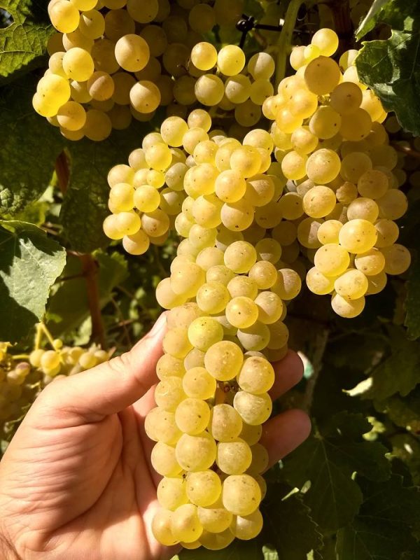 Videira de Uva de Mesa Branca sem Grainhas🍇💚 - Image 2