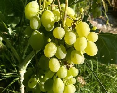 Videira de Uva de Mesa Branca sem Grainhas🍇💚